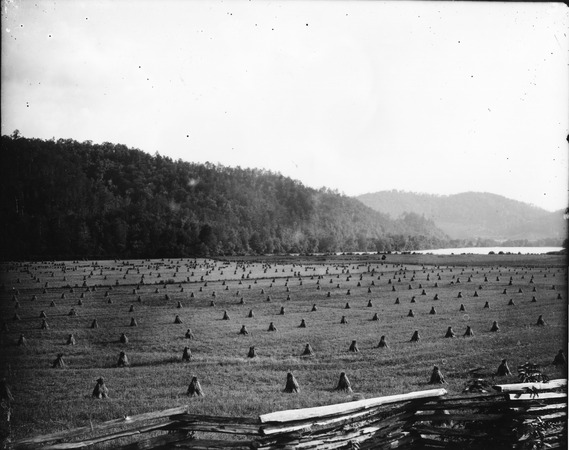 Wheat field in shock along river bottom of Little Tennessee River miniatura