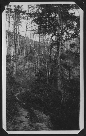 Evelyn Bishop Scrapbook, page 41 Thumbnail